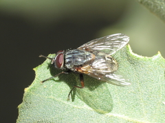 Muscina stabulans