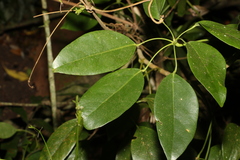 Heptapleurum ellipticum