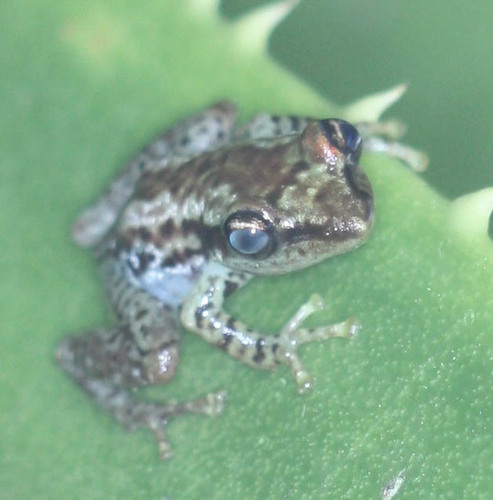 Guibemantis bicalcaratus