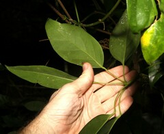 Heptapleurum ellipticum