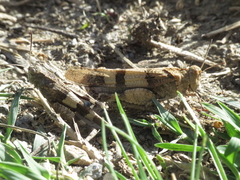 Oedipoda caerulescens
