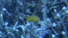 Pomacentrus moluccensis