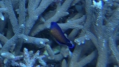 Centropyge bispinosa