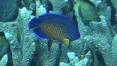 Centropyge bispinosa