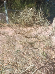 Koeberlinia spinosa