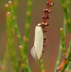 Edosa ochranthes