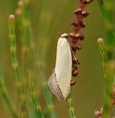 Edosa ochranthes
