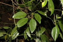 Heptapleurum ellipticum