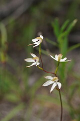 Caladenia cucullata