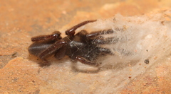 Ariadna