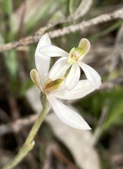 Caladenia prolata