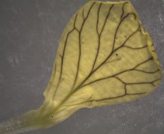 Raphanus raphanistrum raphanistrum