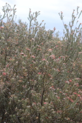 Leucospermum calligerum