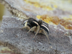 Aelurillus luctuosus