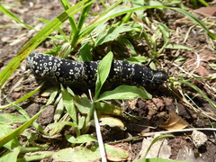 Arsenura polyodonta