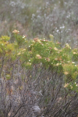 Serruria acrocarpa