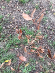 Laurus nobilis