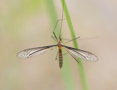 Leptotarsus
