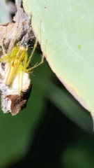 Oxyopes macilentus