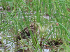 Gallinago