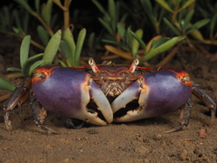 Chasmagnathus convexus