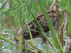 Gallinago