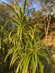 Dracaena