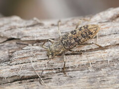 Pempsamacra dispersa