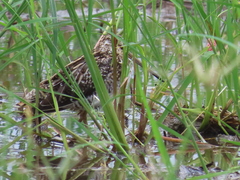 Gallinago
