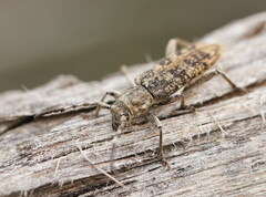 Pempsamacra dispersa