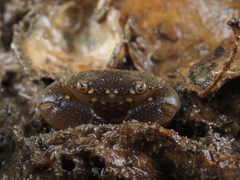 Myomenippe hardwickii