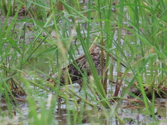 Gallinago