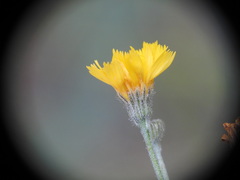 Hieracium murorum