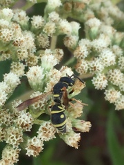 Parancistrocerus vagus