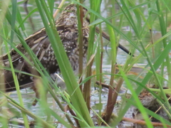 Gallinago