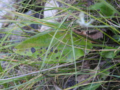 Hieracium murorum