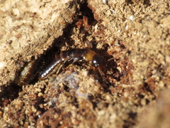 Kalotermes flavicollis