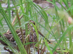 Gallinago
