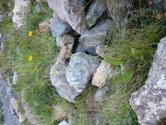 Hieracium murorum