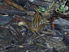 Litoria nasuta