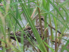Gallinago