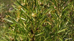 Leucadendron eucalyptifolium