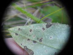 Hieracium murorum