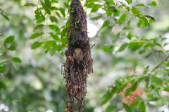 Cyanomitra cyanolaema
