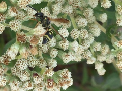 Parancistrocerus vagus