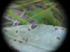 Hieracium murorum