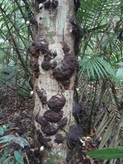 Syzygium cormiflorum