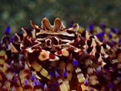 Zebrida adamsii