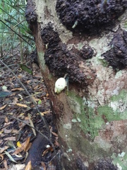 Syzygium cormiflorum
