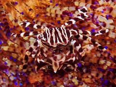 Zebrida adamsii